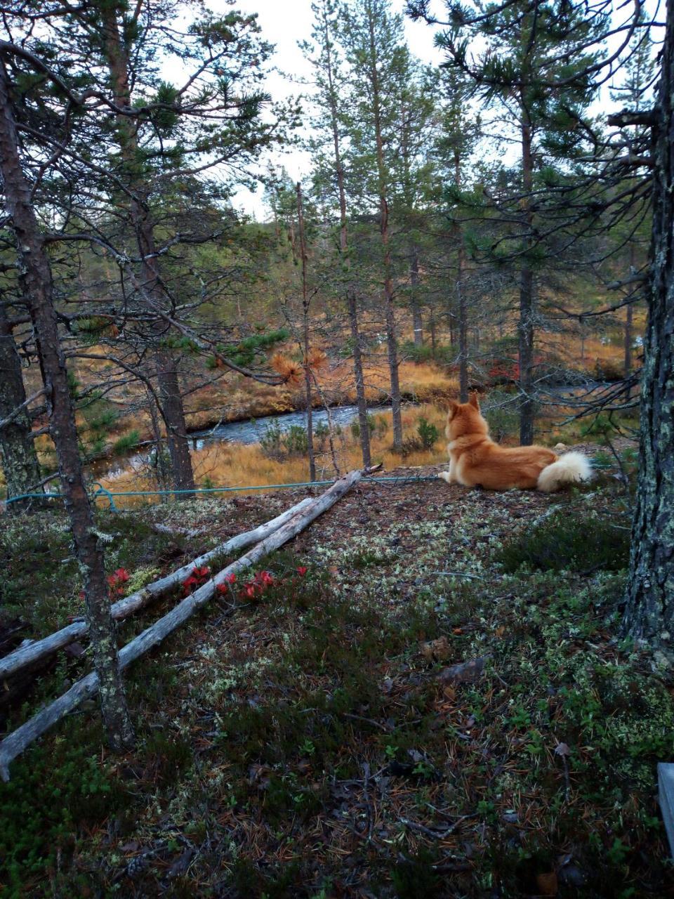 Auroracabin Chalets Saariselkä Zewnętrze zdjęcie